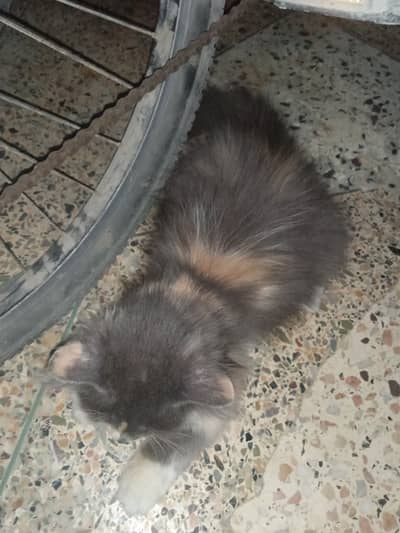 Cat is train and very playing full