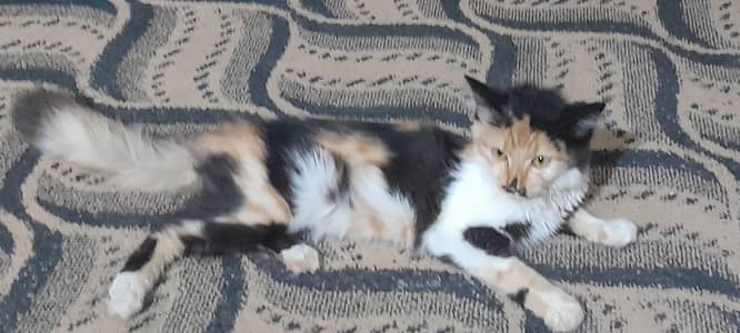 Persian