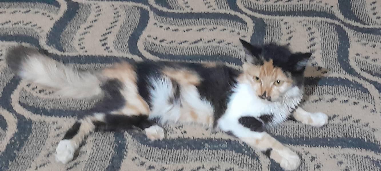 Persian 0