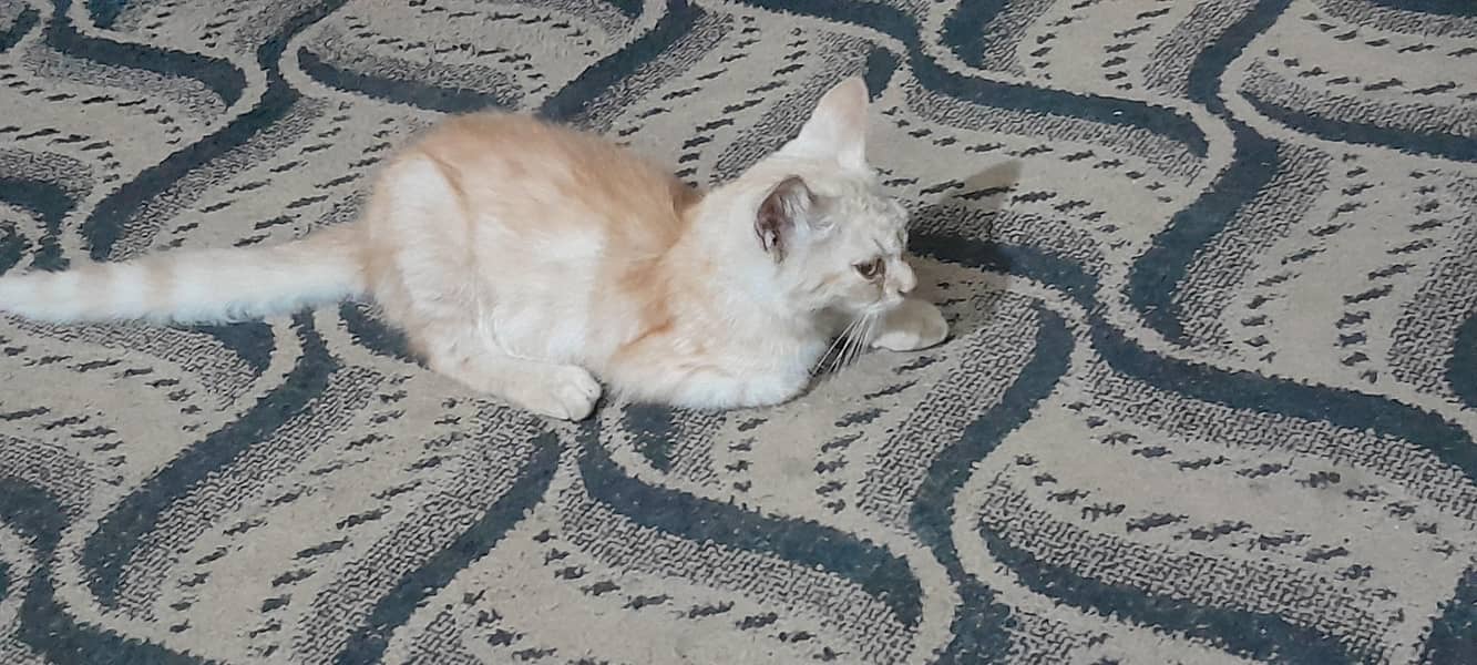Persian 1