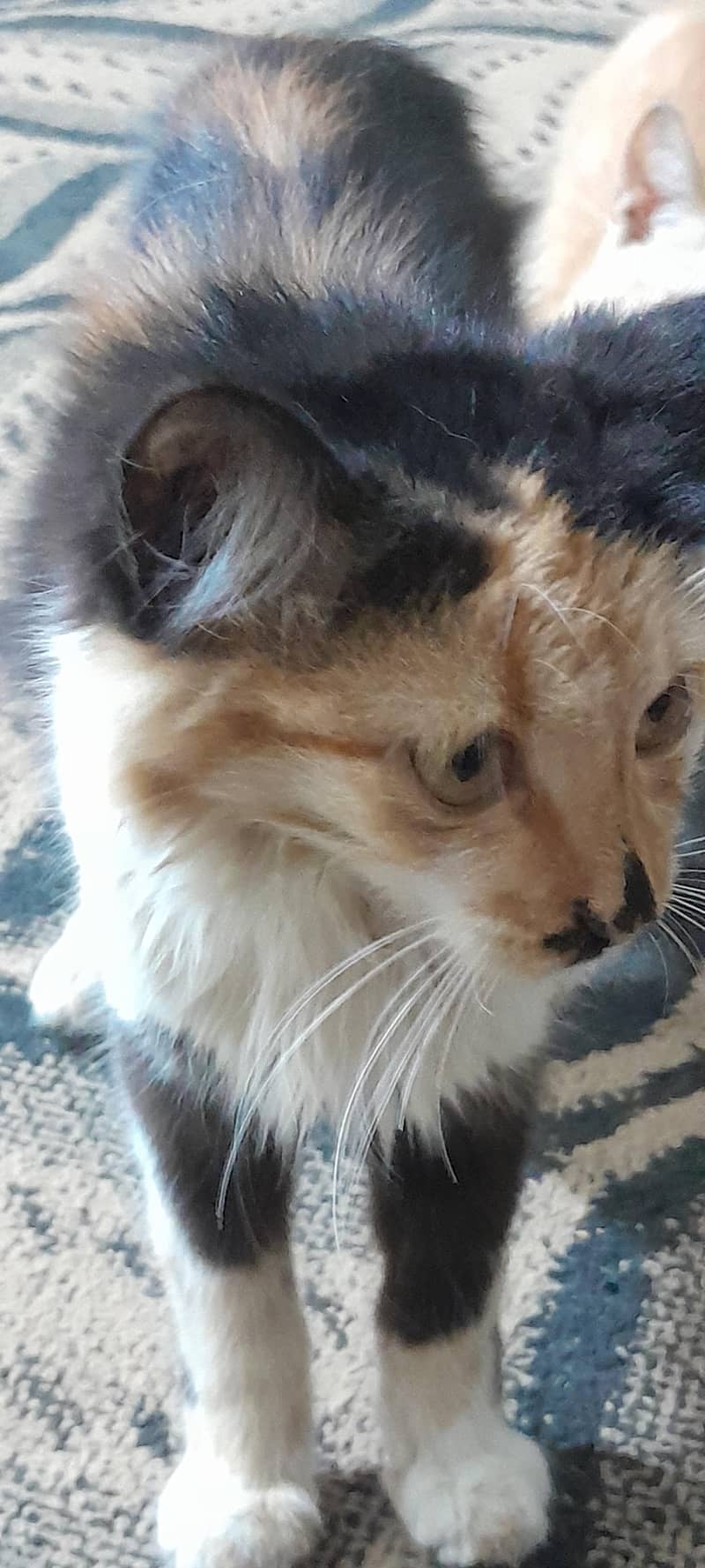 Persian 2