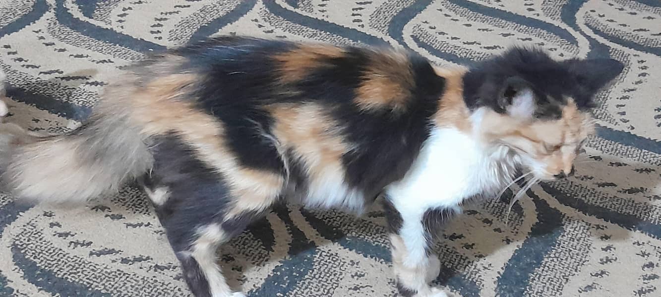 Persian 3