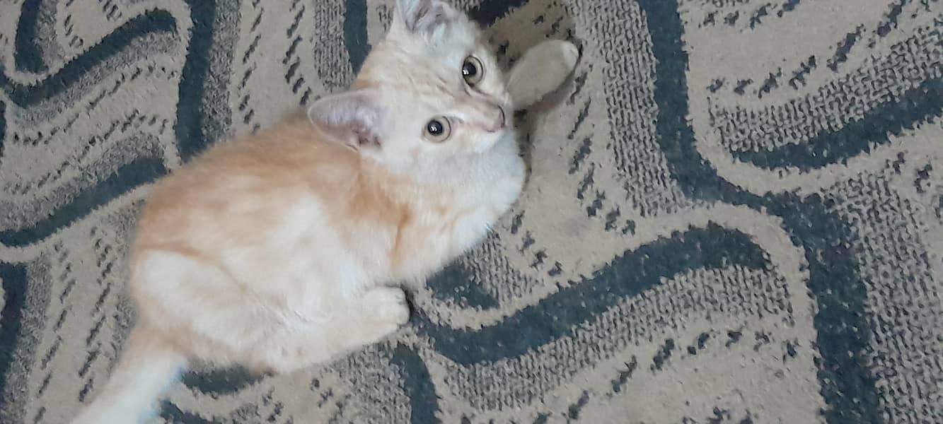 Persian 4