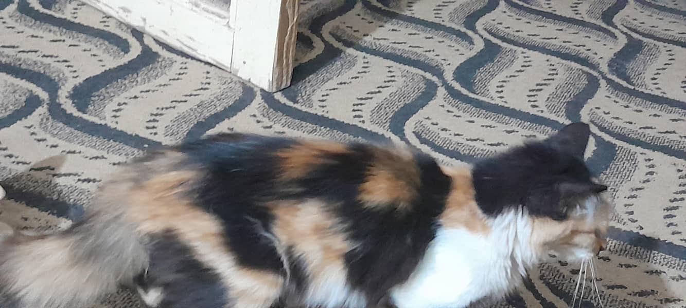 Persian 5
