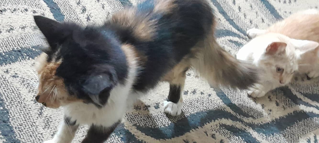 Persian 6