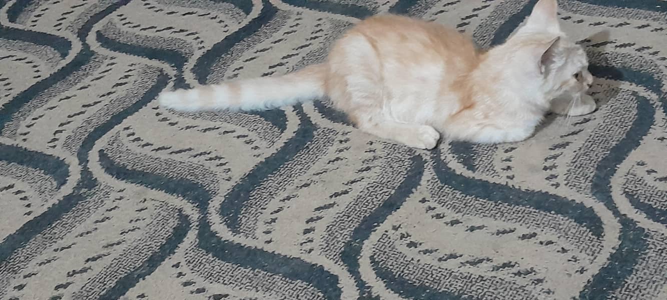 Persian 7