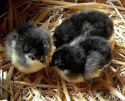 Australorps chicks for sale