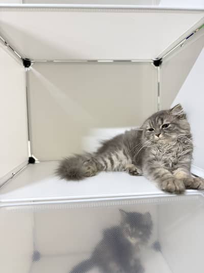 Persian Kitten Pair