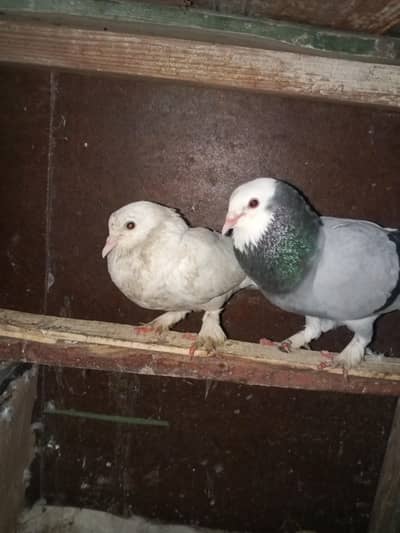 Mukhi kabutar pair and chaild pair home bread