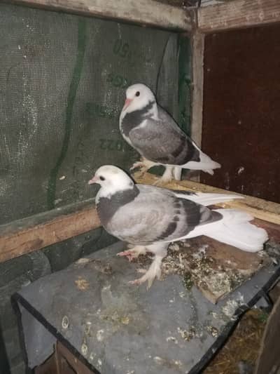 Mukhi kabutar pair and chaild pair home bread