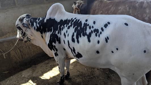 bulls available for Qurbani