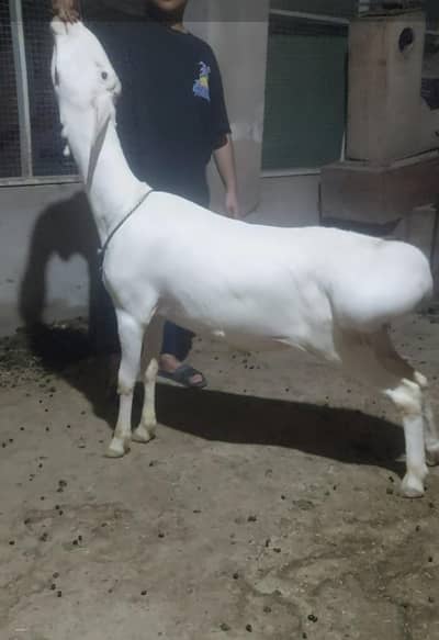 kheera gulabi bacha weight approx 70kgs