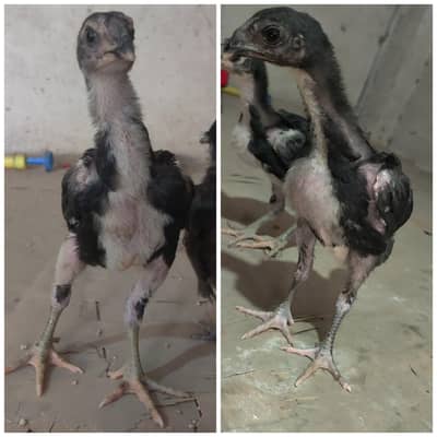 pure pokoya/trat chicks