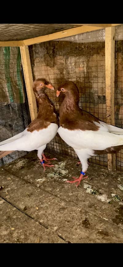 Red magpie Danish Tumbler Ready to breed pair 03115733578