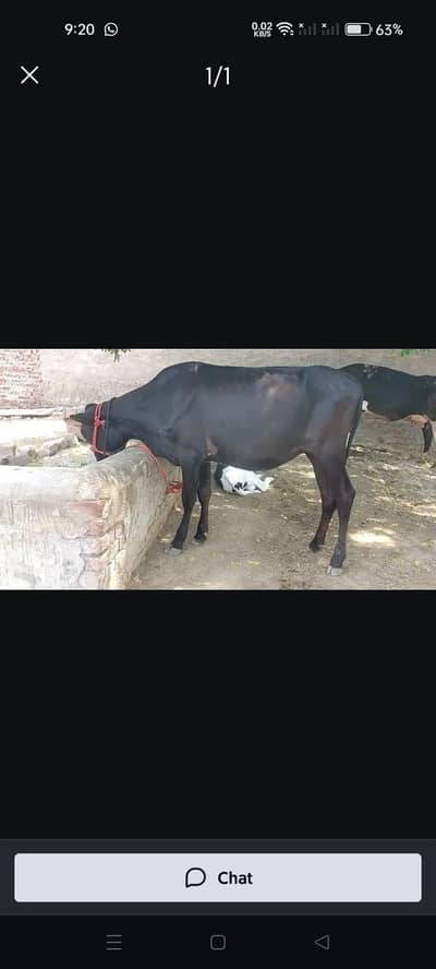 Bchri for sale 3 man qurbani k liye khoobsurat jnwar. .