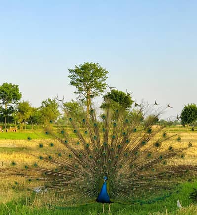 Breeder male peacock
