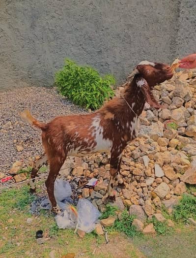Bakra