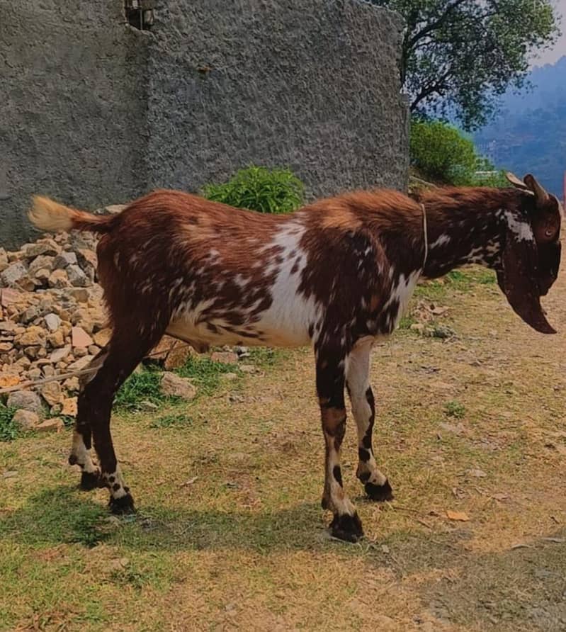 Bakra 1