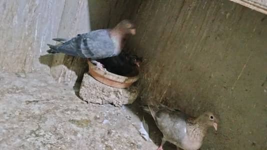 Pair with chick