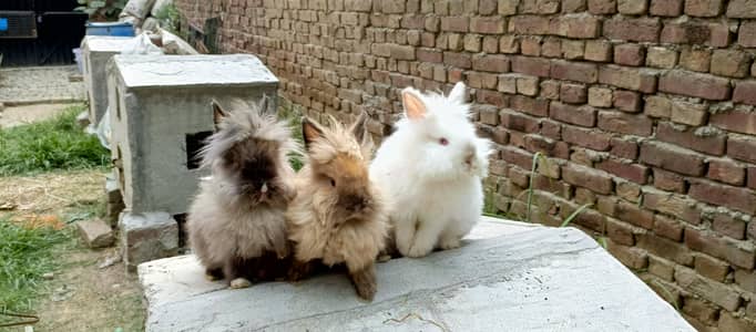 fancy rabbit red eyes black eyes lionhead dwarf