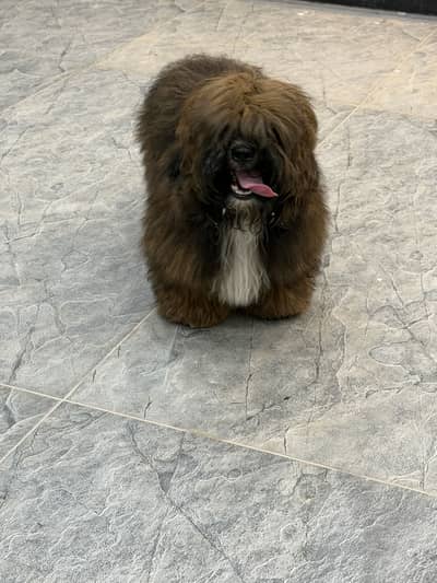 Shihtzu
