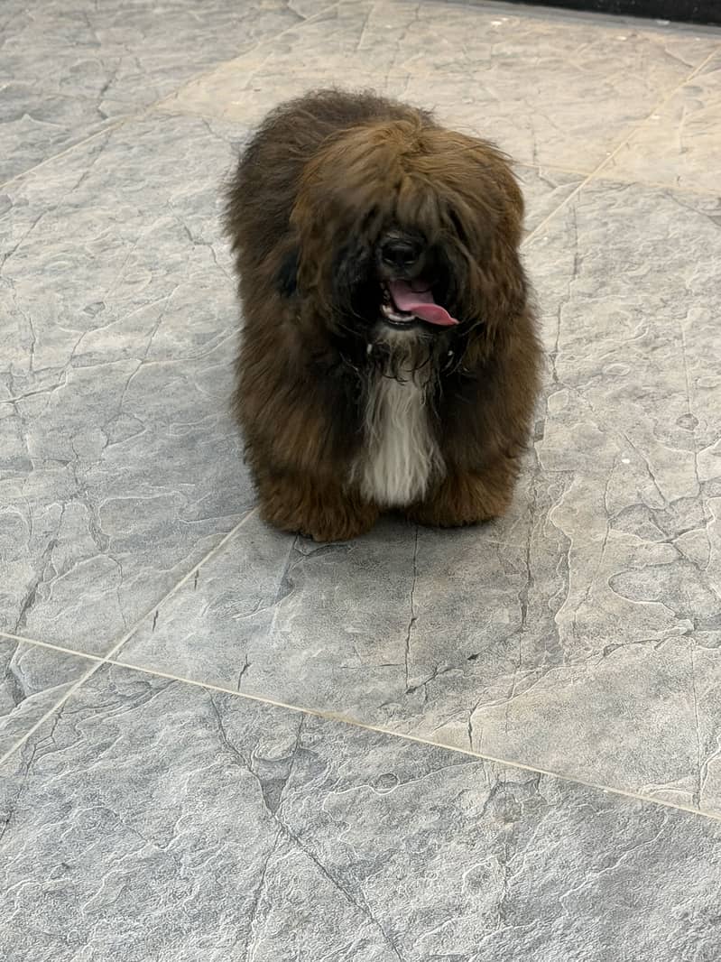 Shihtzu 0