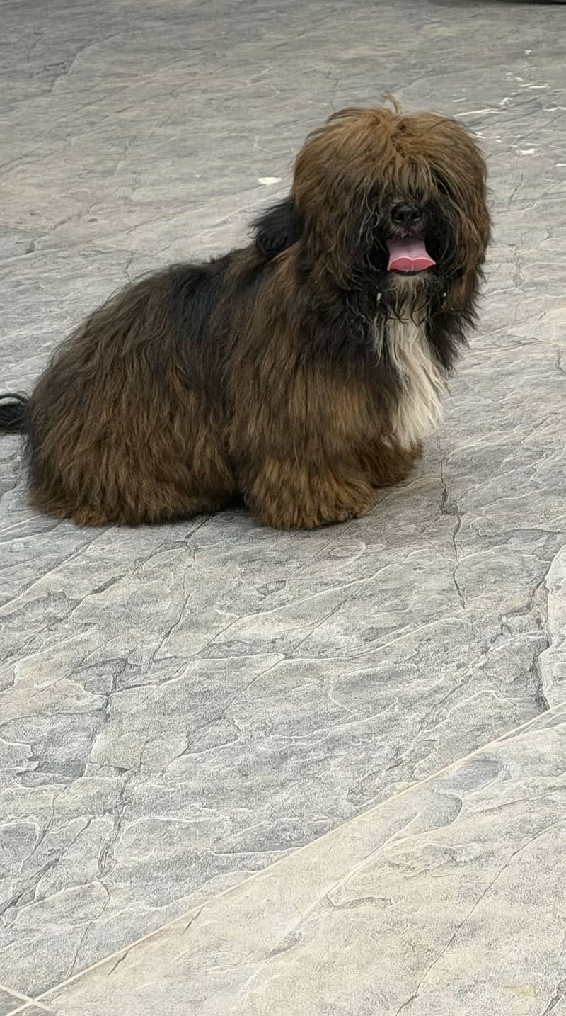 Shihtzu 1