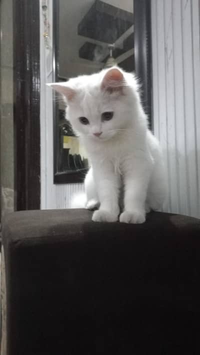 Best cat