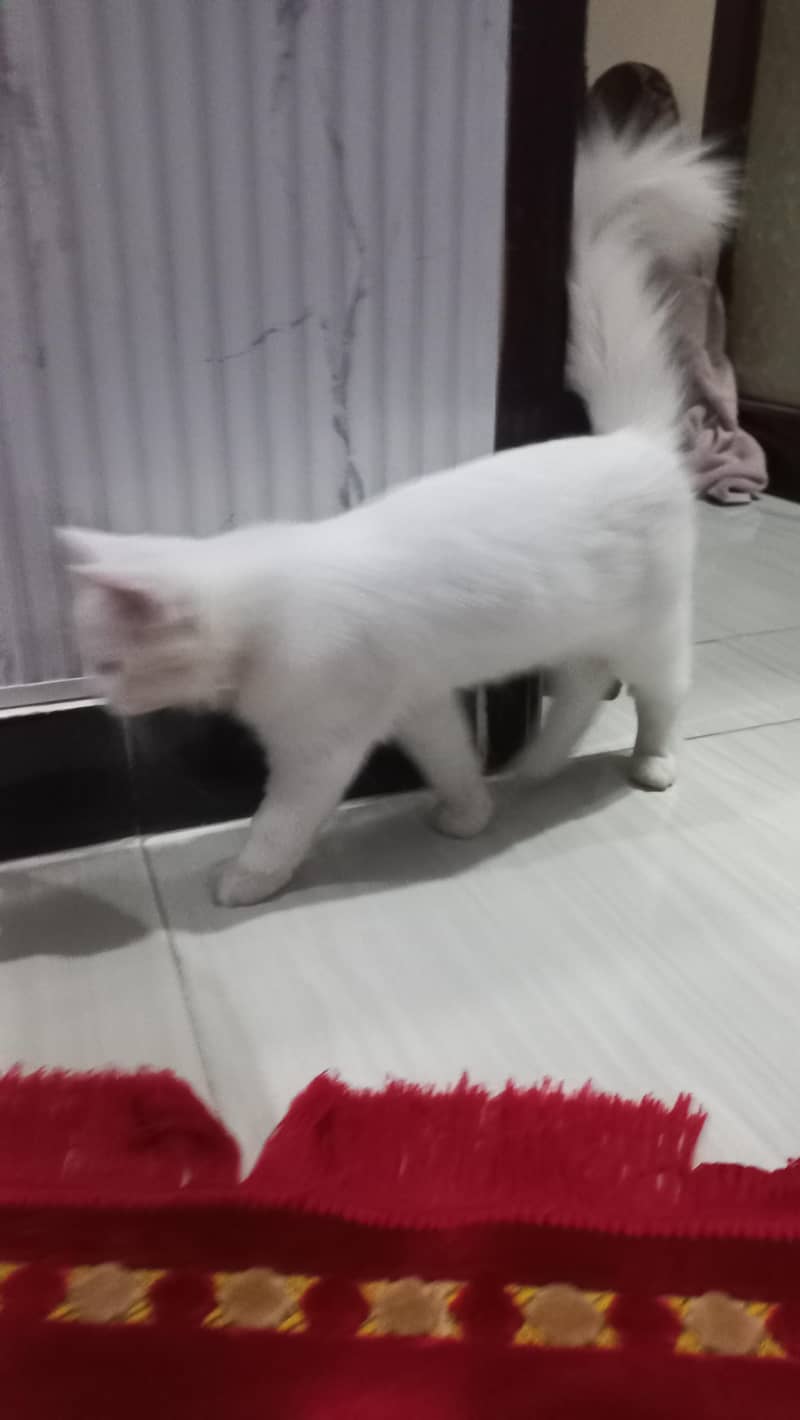 Best cat 3