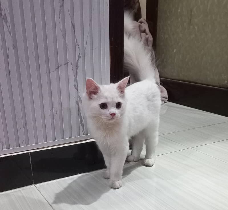 Best cat 4