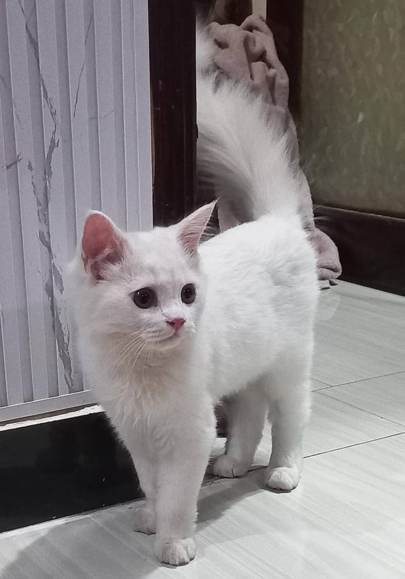 Best cat 5