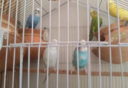 Australian parrot