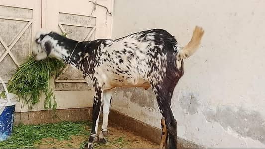 5 pure khassi Qurbani bakray