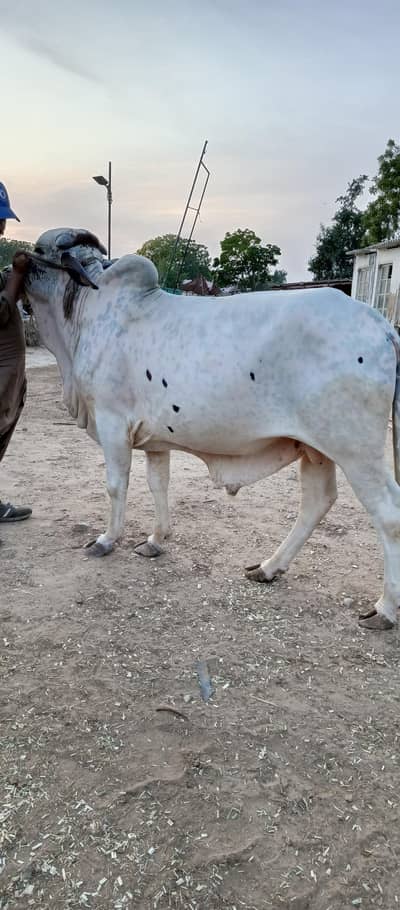 Qurbani 2026