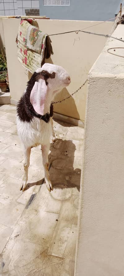 Rajanpuri Ablak Bakra Andu