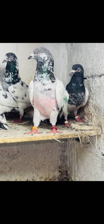 Pigeon for sale 25 piece deal sab achi quality ky hy