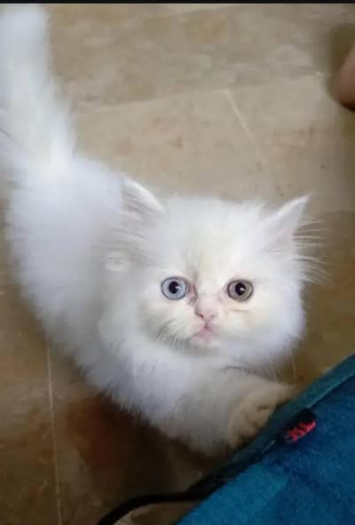 Persian female kitten for sale 0342.62. 18.280 my WhatsApp number