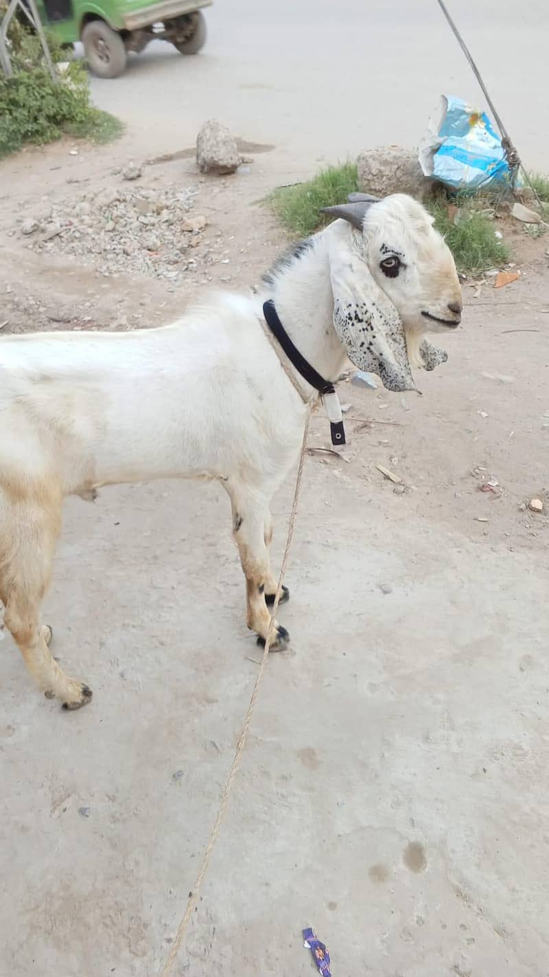 بکرہ دوندا ہے 0