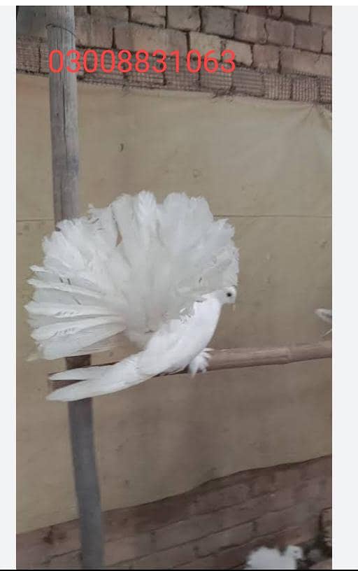 انگلش فنٹیل بریڈر 3