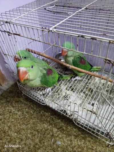 Raw jumbo size chicks for sale  Contact on 03356625009