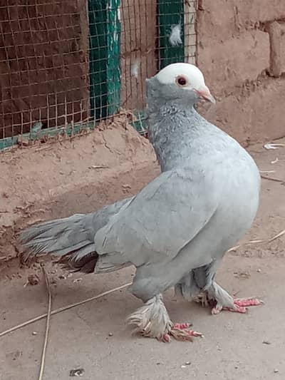 Mukhi female best quality