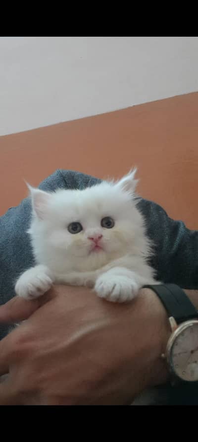 persian
