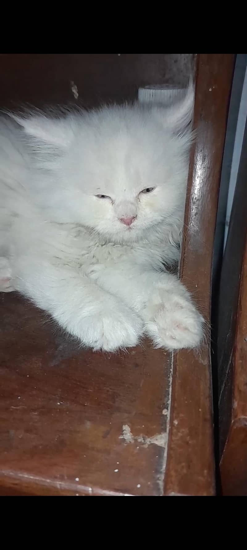 persian 1