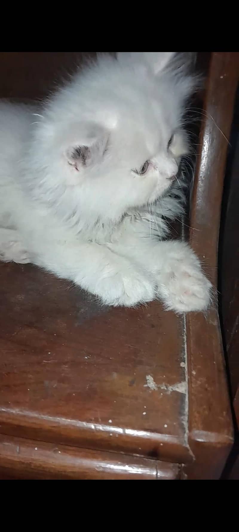 persian 2