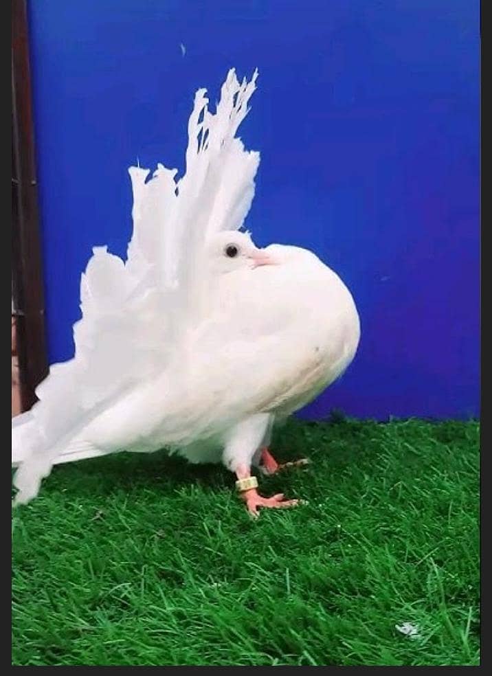 انگلش فنٹیل بریڈر 4