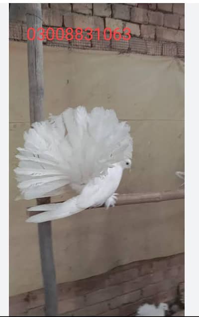 انگلش فنٹیل بریڈر