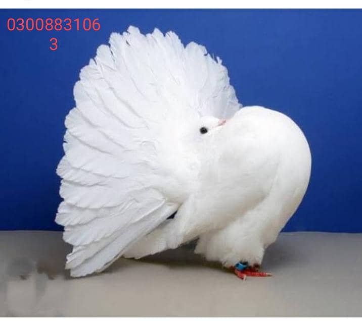 انگلش فنٹیل بریڈر 7
