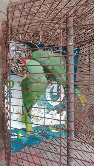 raw chicks healthy and active self pair best age for tame and learn ta
