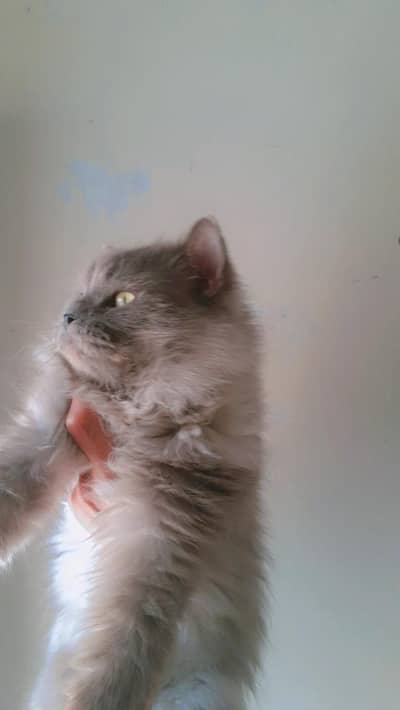 persian kittens. adult male. female for sale