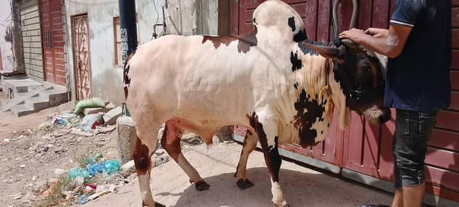 Qurbani 2026 / Affordable prices/bull/ Desi bachre/Bachri/karachi